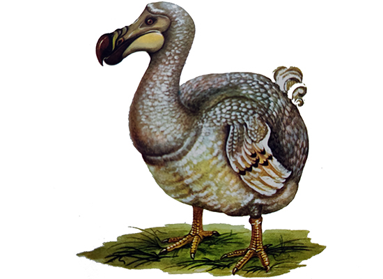 dodo_kusu