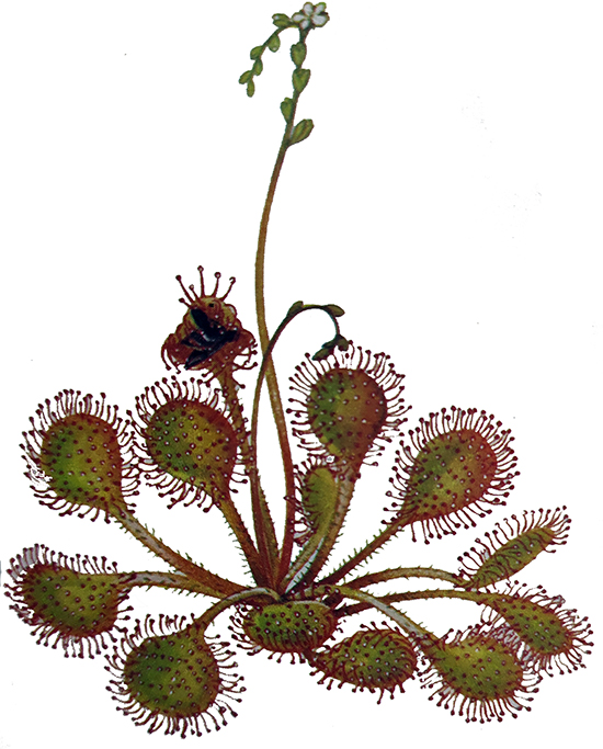 drosera